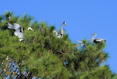 Great blue heron colony