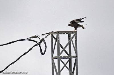 Aligot comú (Buteo buteo)