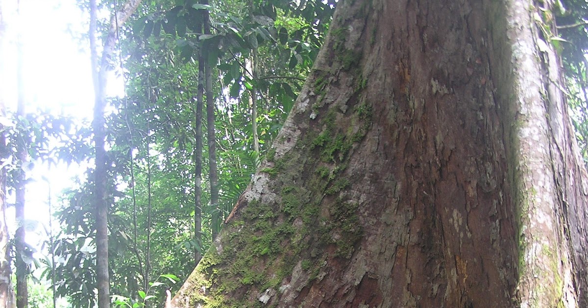 Sungai Tekala Recreation Forest / Vuticnypeclzongii was discovered ...