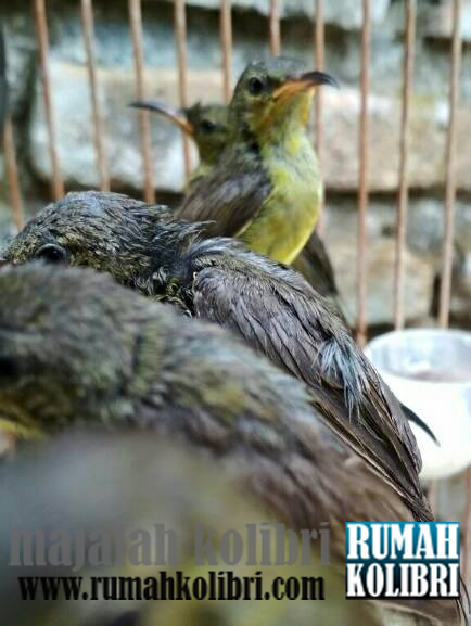Cara Ngombyok Burung Kolibri Yang Bagus Dan Prospek Rumah Kolibri