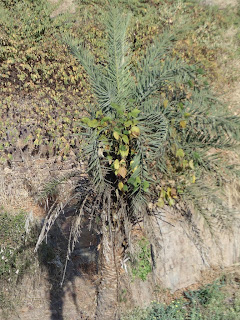 a small tree growing on Phoenix sylvestris ( Khajur) tree