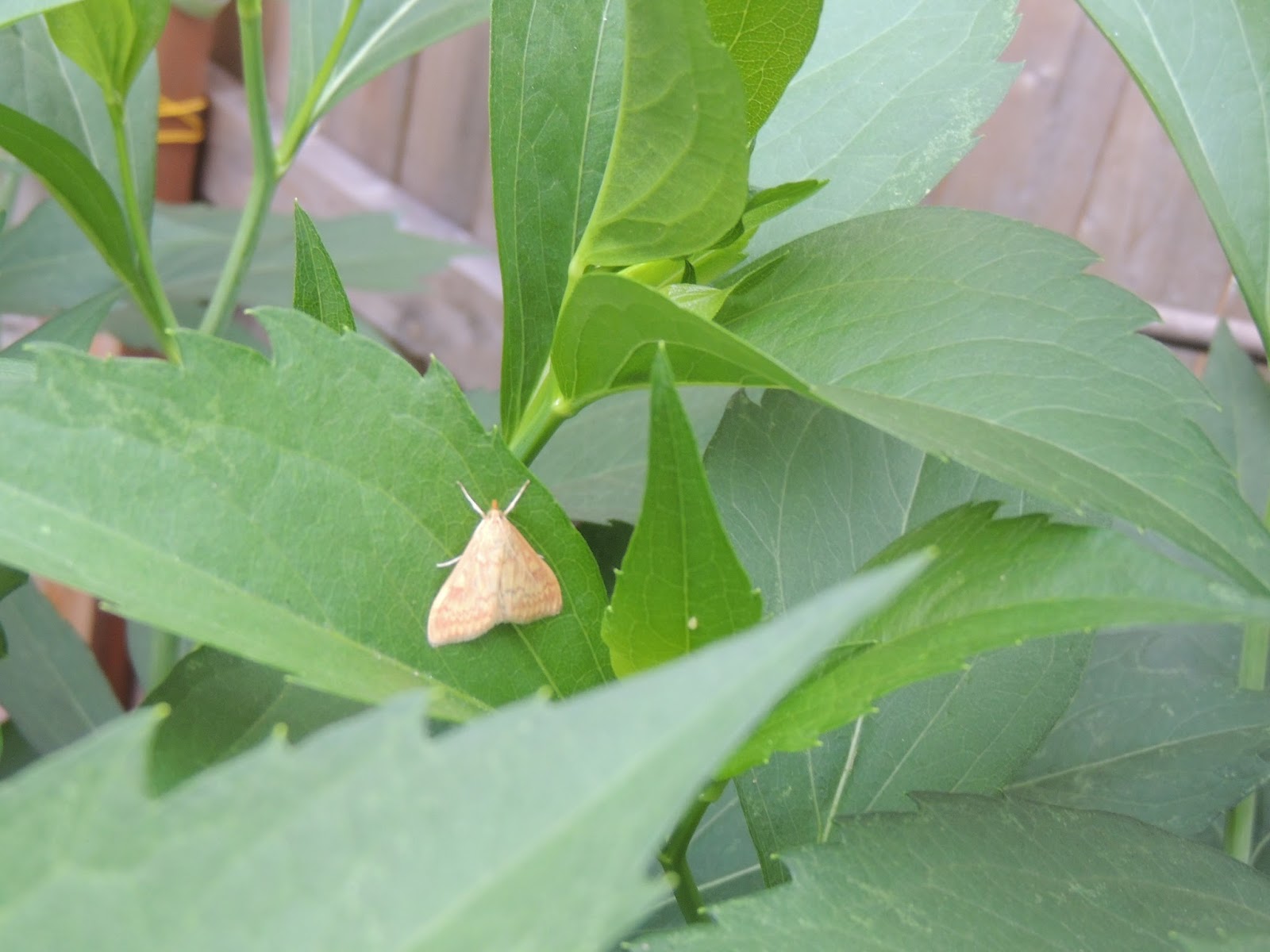 Jane's Harlem Kitchen and Garden: garden insects