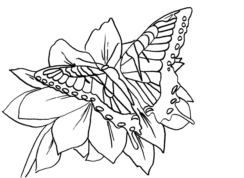 Butterfly Flower Coloring Pages title=