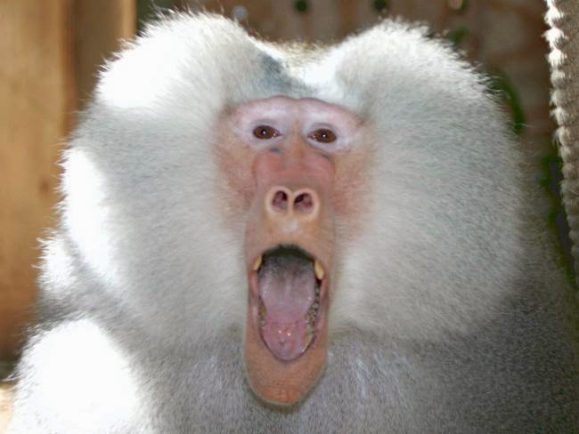 вобля. прикольные слова на 5 букв. смешные обезьяны. картинки веселые про бабуинов. сурикат обыкновенный.