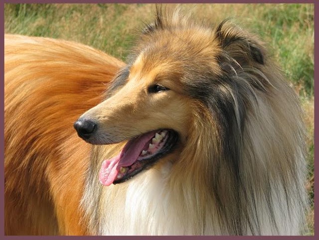 collie dogs wallpapers and pictures