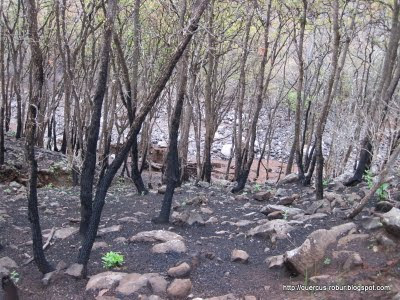 4 - Rastros del incendio y la tromba en Cerro Viejo