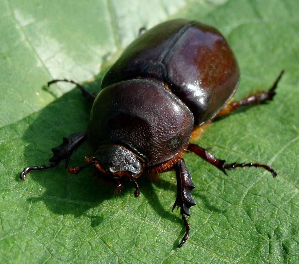HUERTO ECOLÓGICO: INSECTOS BENEFICIOSOS