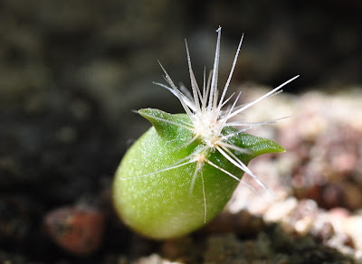 Echinocactus polycephalus seedling growing its first spines