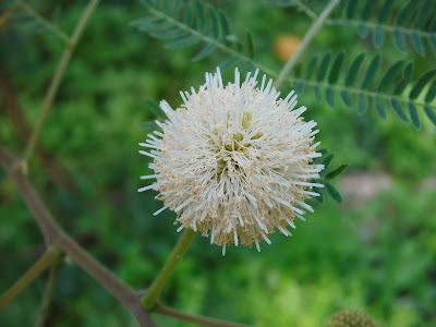 Lamtoro Flower