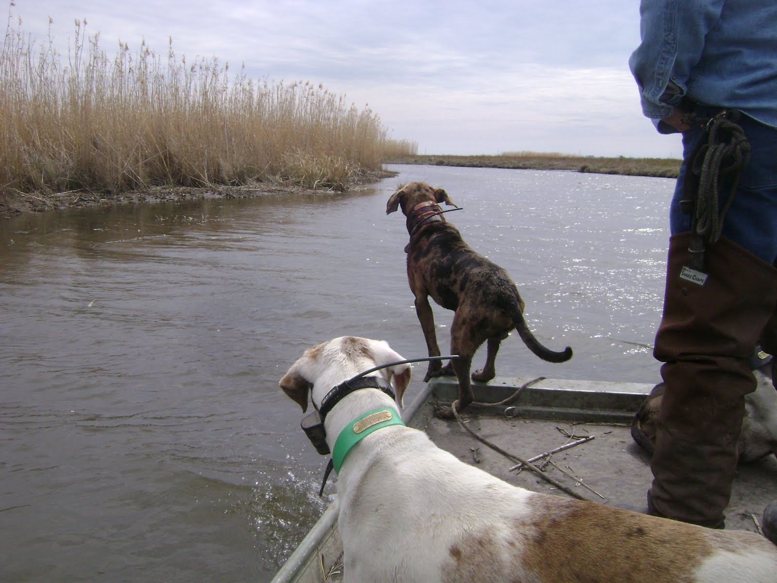 The Catahoula Hog Dog How To Breed and Hunt Hog Dogs with a GPS Versus