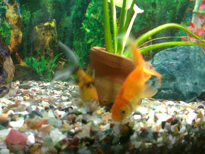 subukin gold fish