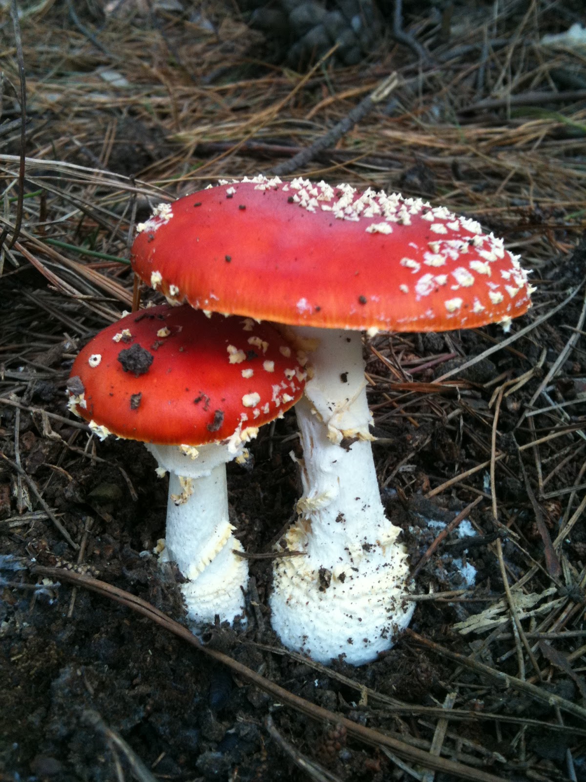 Three Little Mushrooms May 2011