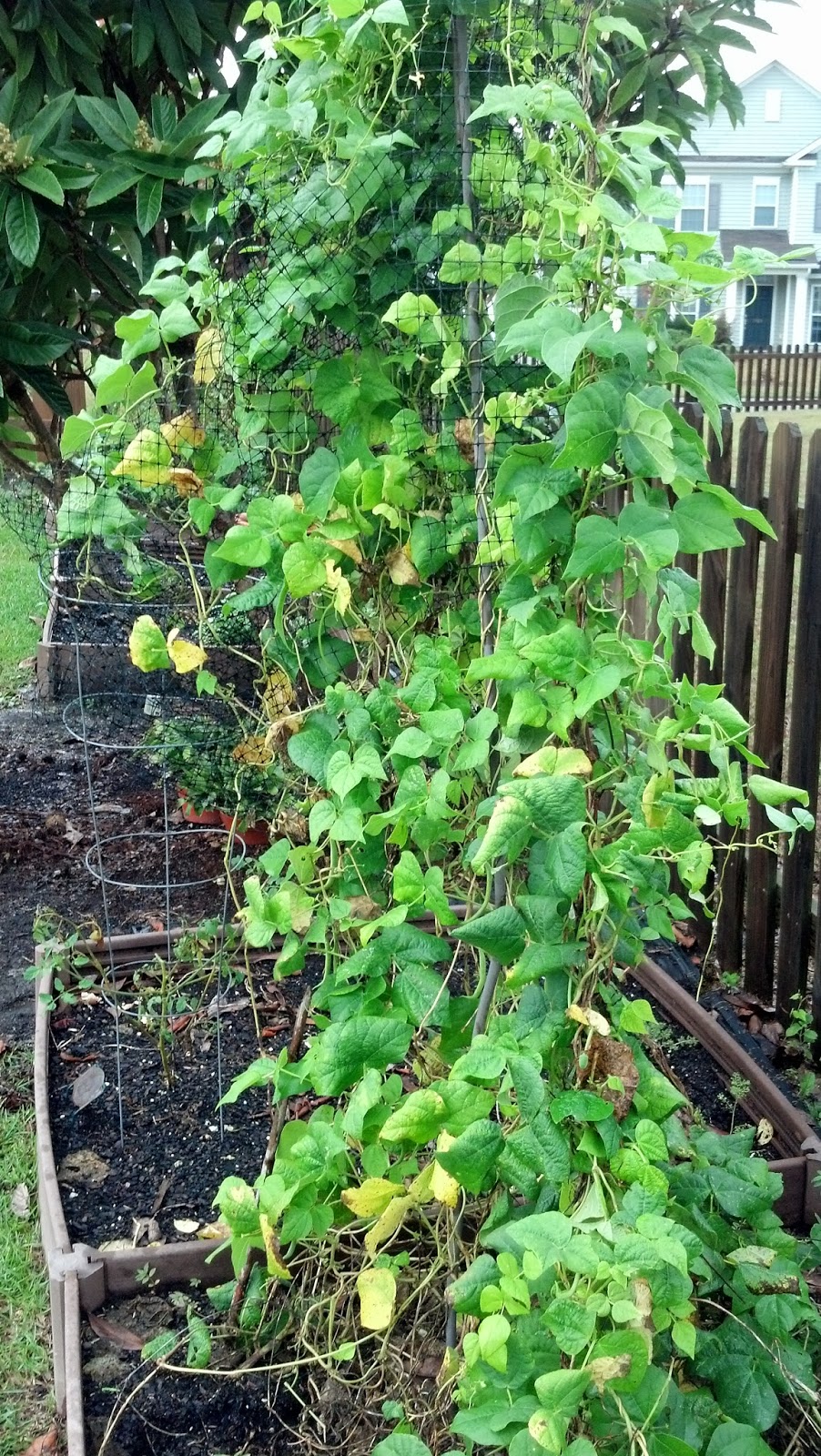 wonder-full: growing out of season | cindi carver-futch