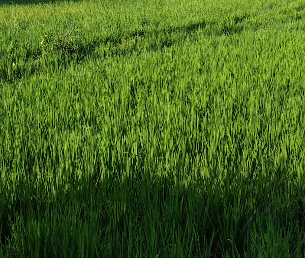 rice, rice farming, commercial rice farming, growing rice, growing rice commercially, guide for growing rice, rice farming for profit, rice farming business, commercial rice farming, how is rice grown