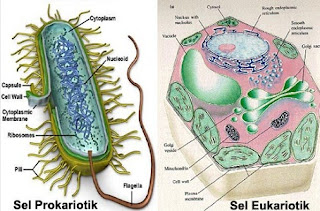tabel perbedaan sel prokariotik dan eukariotik,perbedaan sel hewan dan sel tumbuhan,perbedaan sel prokariotik dan eukariotik pdf,jelaskan perbedaan sel prokariotik dan eukariotik,