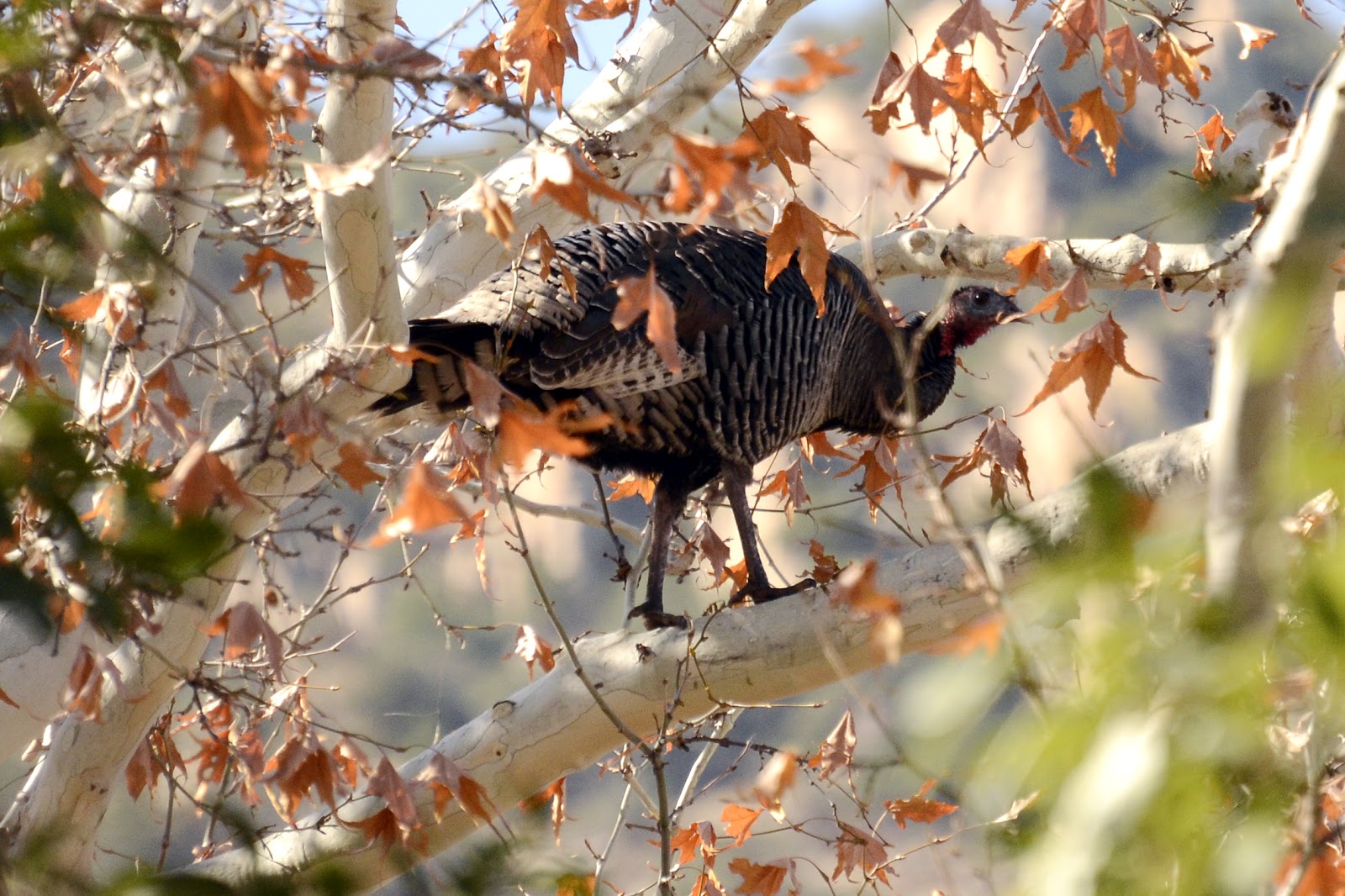 The Nature of Framingham A Barking Bird!