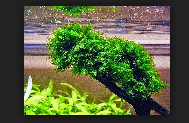 Jenis Tanaman Aquascape yang Mudah Perawatannya serta Cepat Tumbuh Jenis Tanaman Aquascape yang Mudah Perawatannya serta Cepat Tumbuh