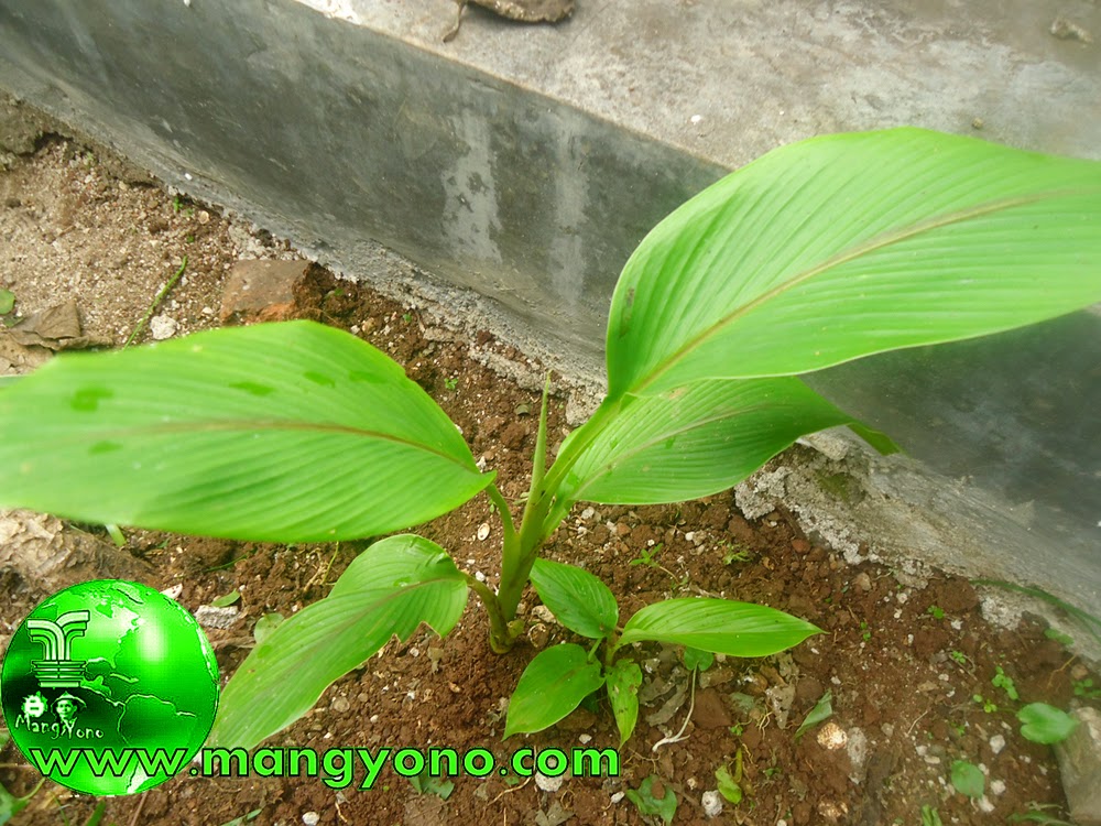 Kunyit putih / Temu Putih dan khasiatnya.
