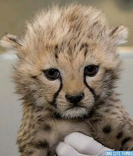 Animales Salvajes Bebes - IMÁGENES PARA WHATSAPP ® y Fotos para perfiles