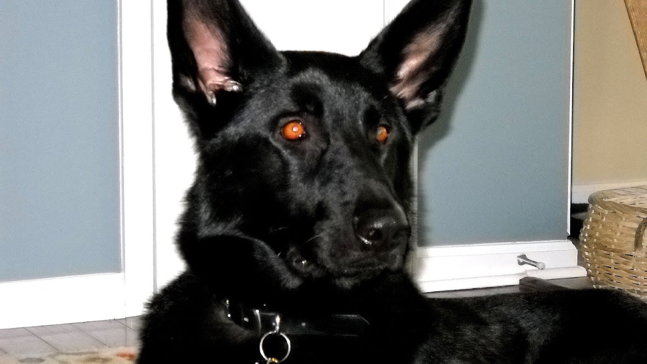Black German Shepherd Stuffed Animal German Choices black-german-shepherd-stuffed-animal-german-choices