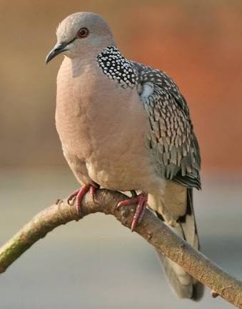 Cara Menjinakan Burung Tekukur Dekukur Liar Sangkarlapis