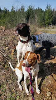 English Pointer and German Shorthaired Pointer sitting English Pointer and German Shorthaired Pointer sitting