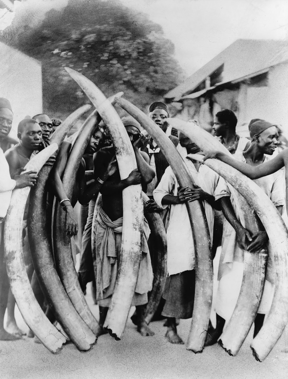 mother nature The History of the Ivory Trade