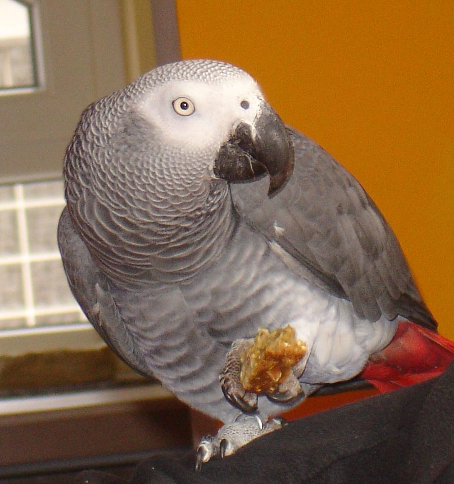 Bird In Everything Millet Bird