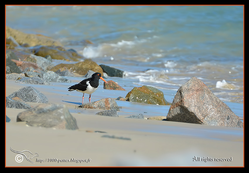 Brampton island, Australia - http://1000-pattes.blogspot.com/