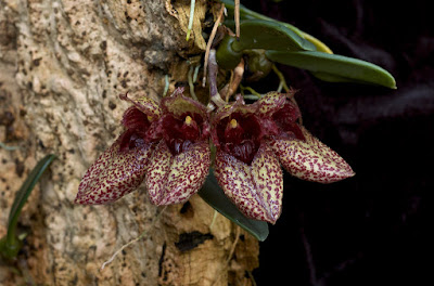 Bulbophyllum frostii care and culture