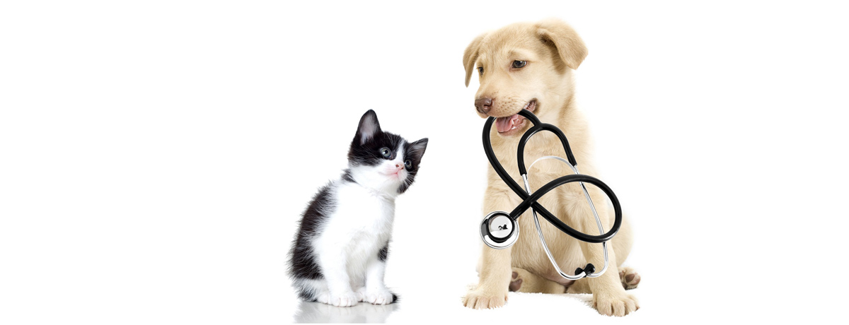 Çizmeli Kedi Veteriner Kliniği