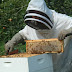 Θεσπρωτία: Ενημέρωση για τους μελισσοκόμους 