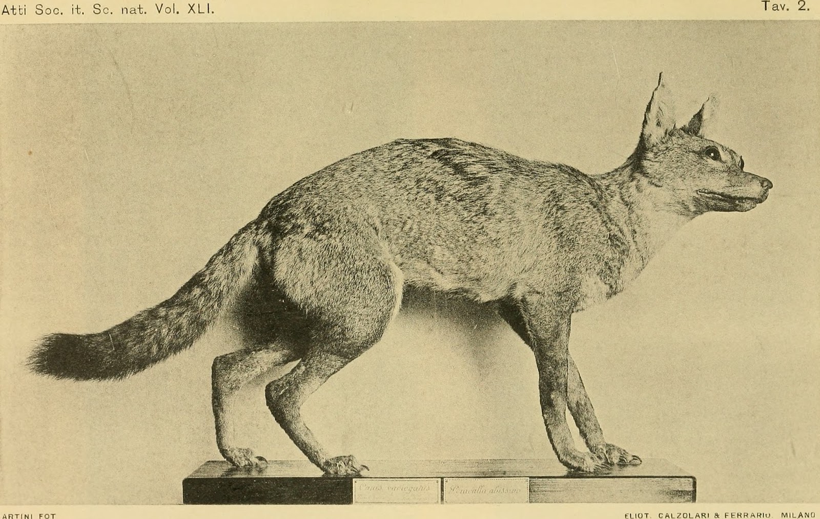 Abe's Animals