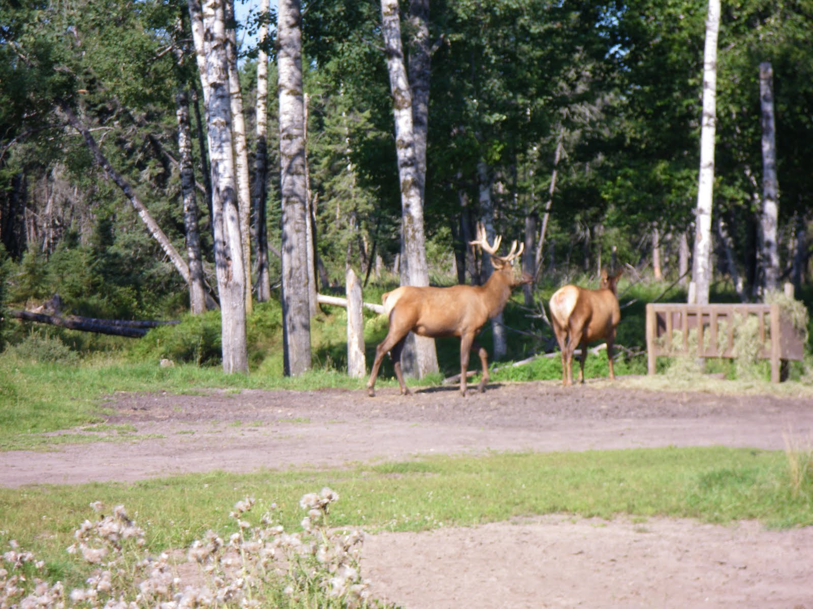 FAMILLE BAMET MONTREAL QUEBEC Zoo de St Félicien