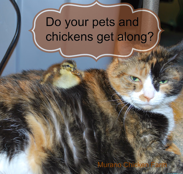 Do your pets get along with your chickens? Murano Chicken Farm