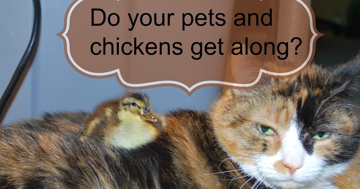 Do your pets get along with your chickens? Murano Chicken Farm