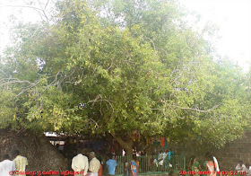 Kura Tree in Murugan Temple