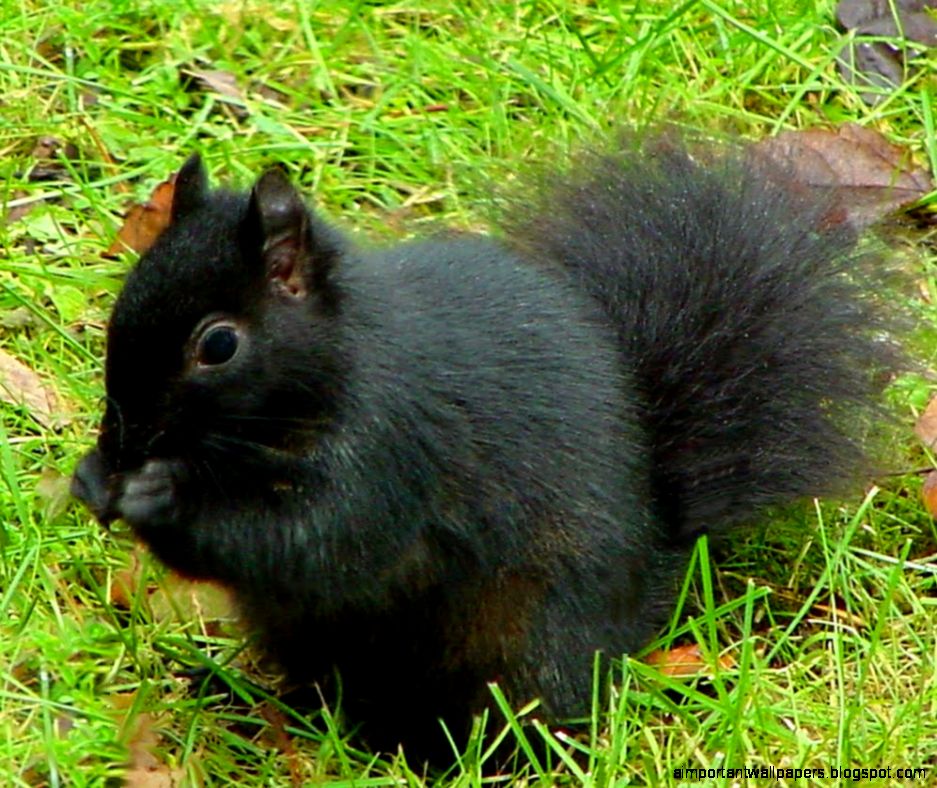 1920x1080px 814171 Dark Knight Trilogy 41798 KB  06062015