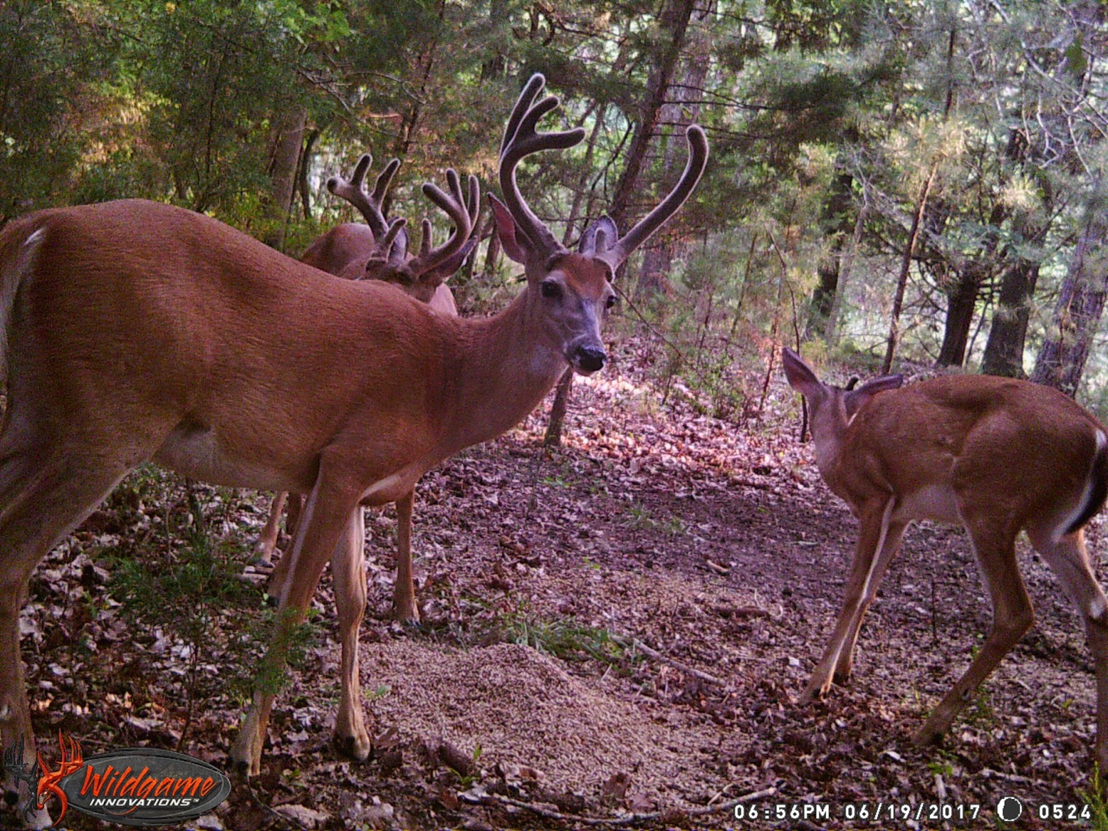 NJ Hunting Guide Got open spots for fall bow and winter bow