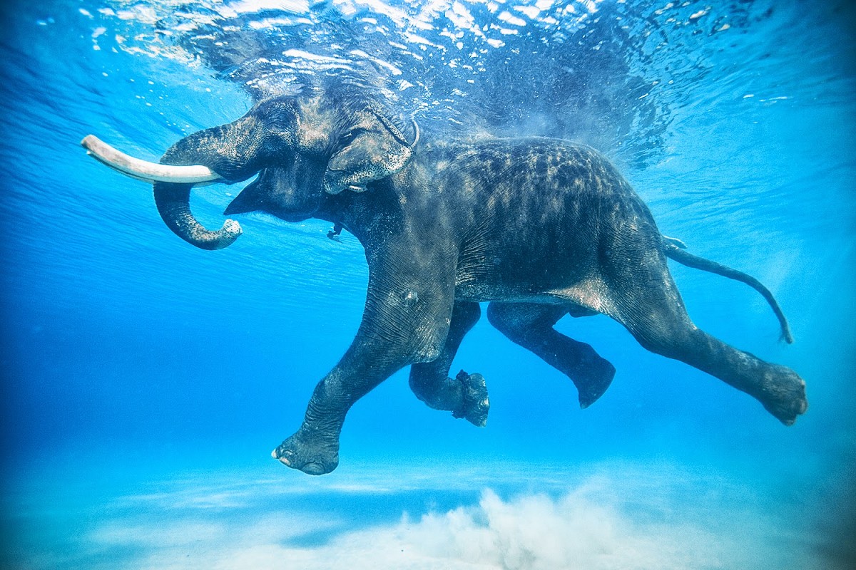 Gambar Gajah Berenang HD di Laut