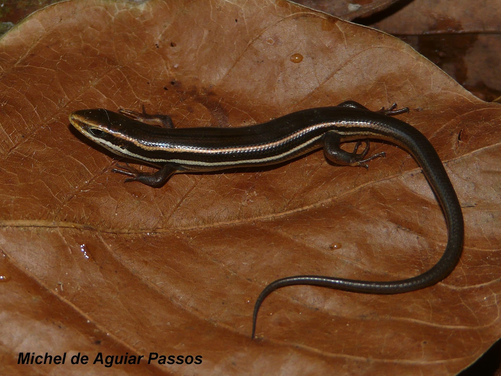 Herpetolife (Inicio) Aspronema dorsivittatum (Cope, 1862)