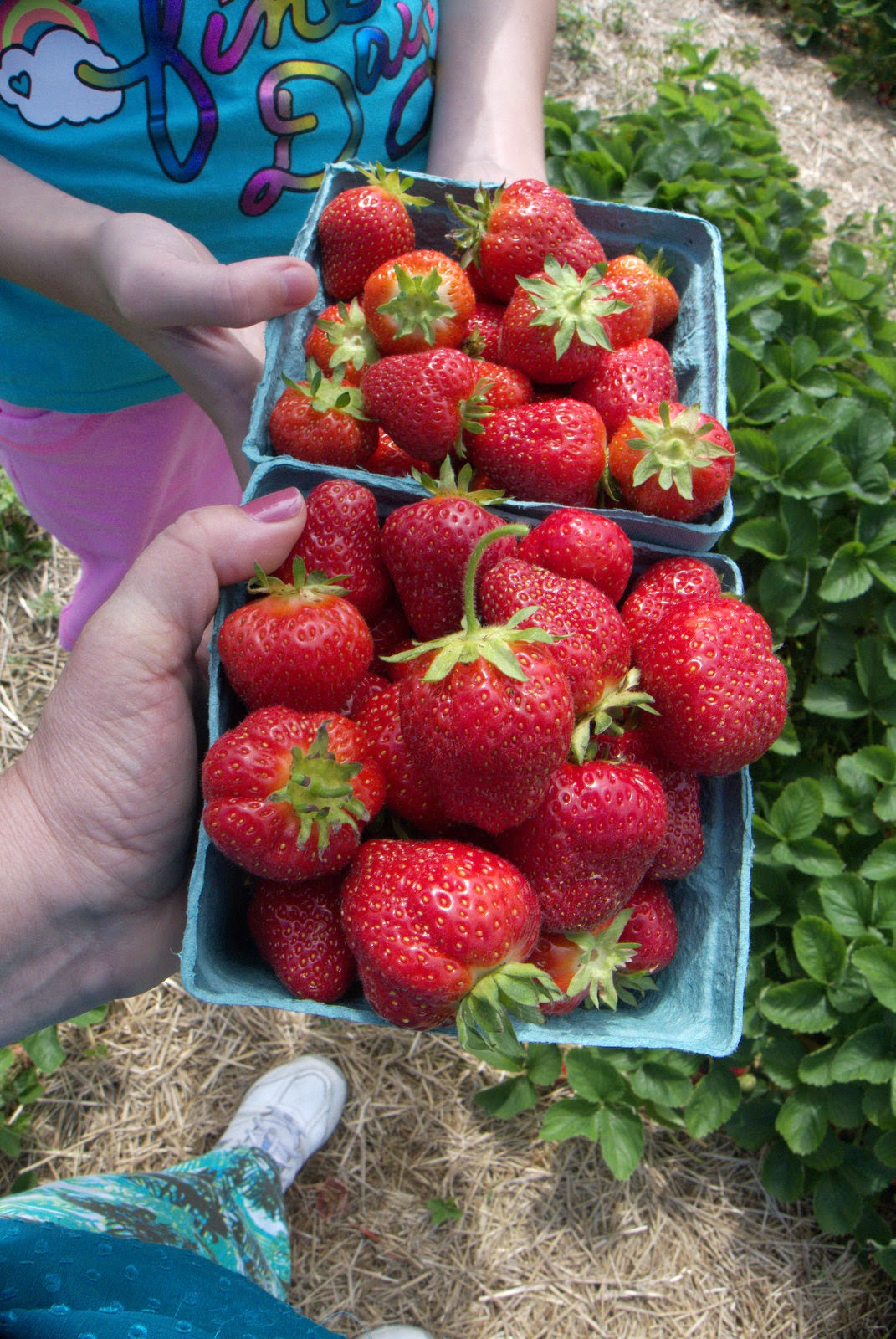 Bauman's Pick Them Yourself Strawberries