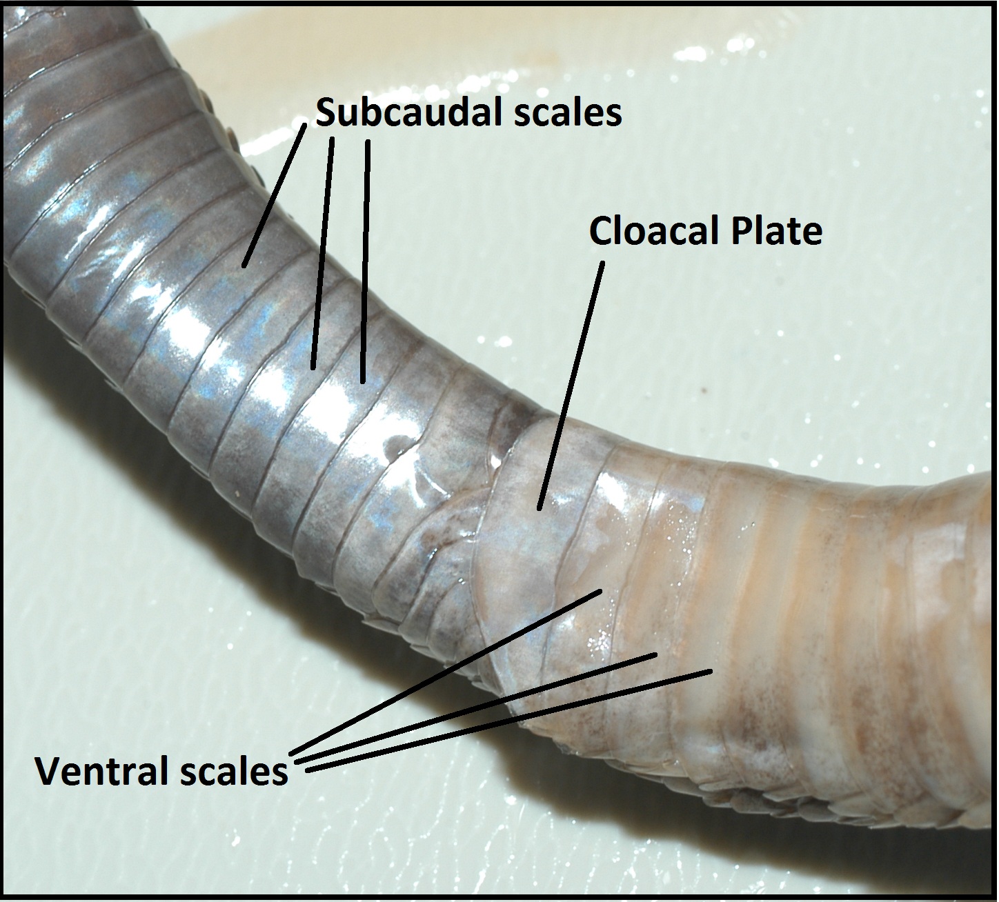 Biology of the Reptilia: Lab 1: General Anatomy of Reptiles. Chalaza