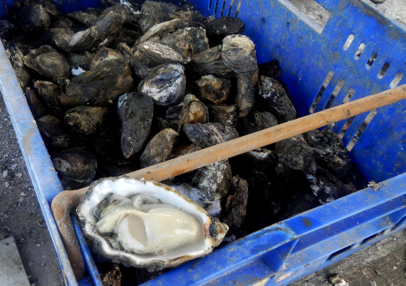 Licorice Allsorts Oyster Farming... At Lemon Tree Passage