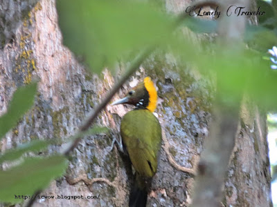 Greater yellownape, Chrysophlegma flavinucha