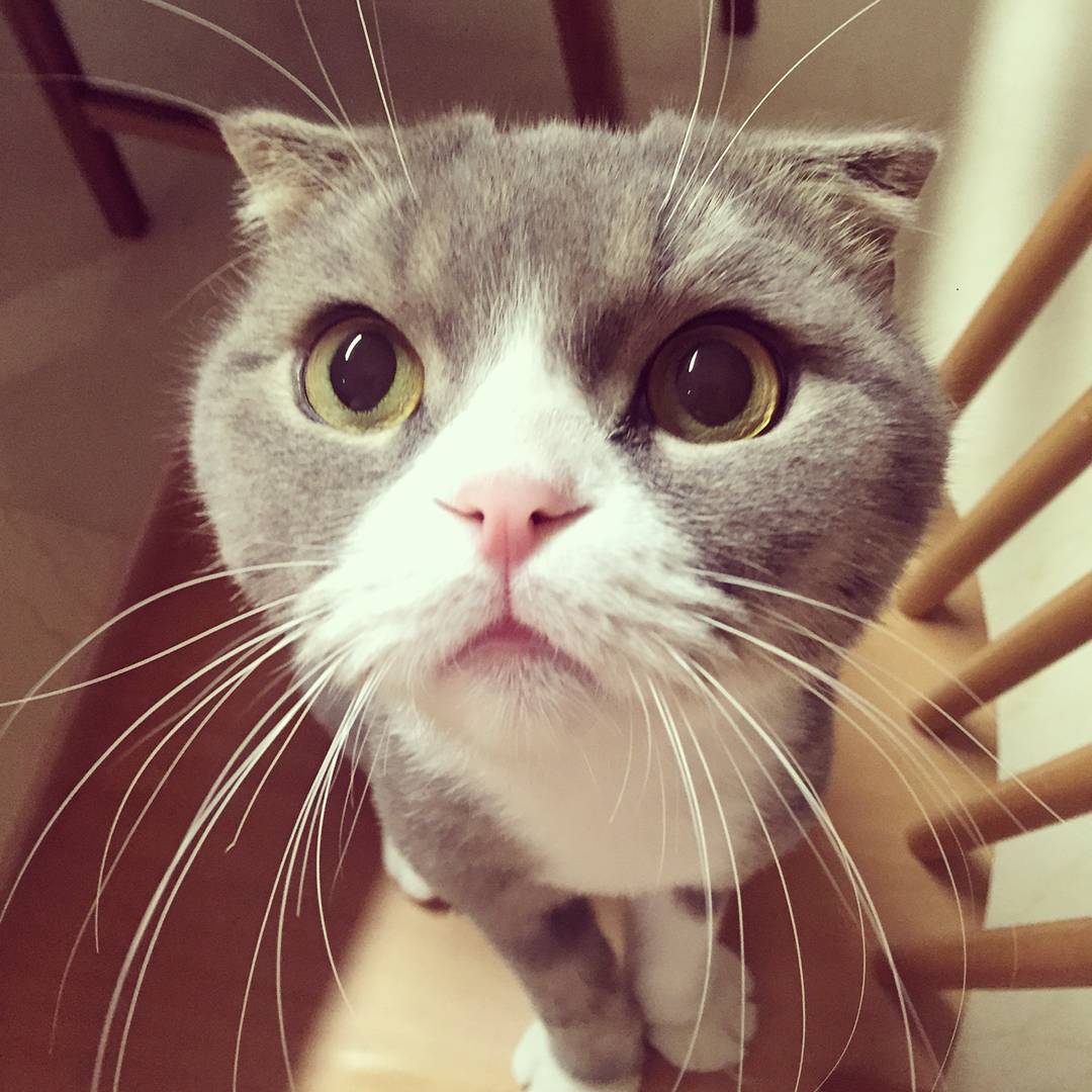 강지영네 고양이 인스타계정 팔로한 구하라 | 인스티즈