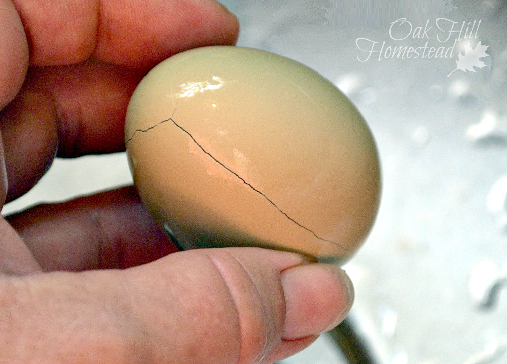 6 Ways to Preserve Eggs Oak Hill Homestead