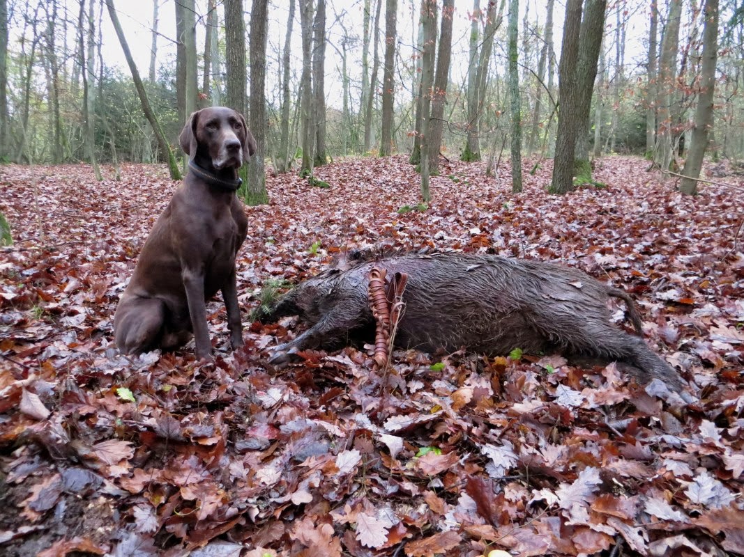 Erfahrungen mit dem Deutsch Kurzhaar in Jagd und Ausbildung Nachsuche