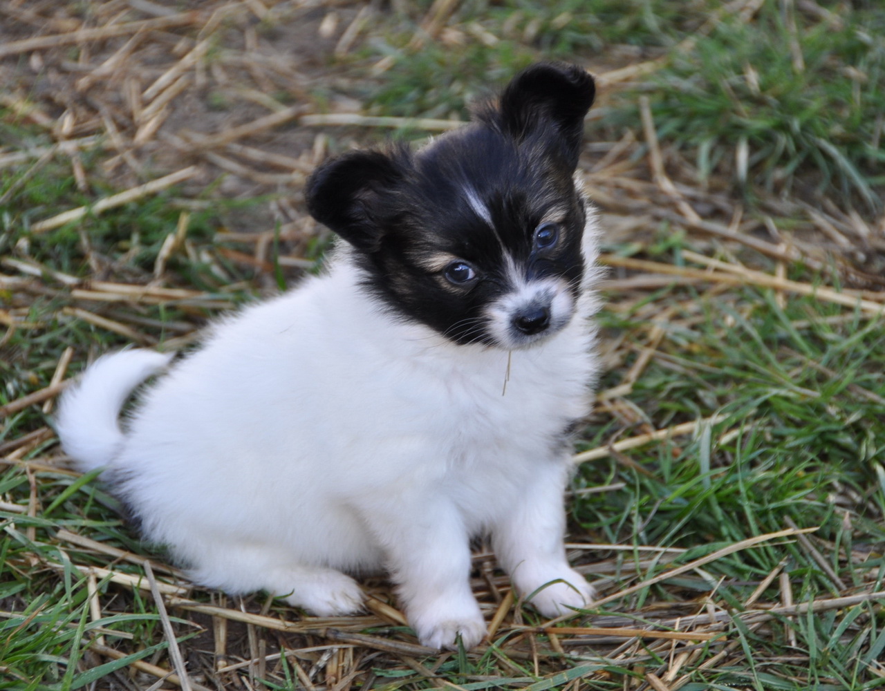 Road's End Papillons Available Papillon Puppies