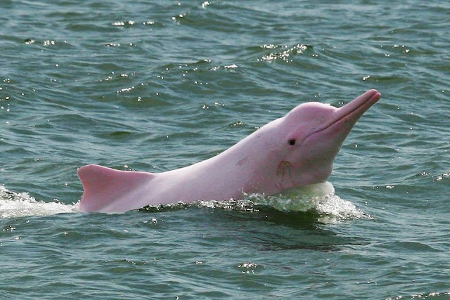 lumba-lumba albino yang sangat langka-4